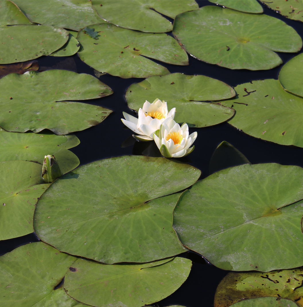 Motycze Poduchowne - jezioro, kwitnące lilie wodne